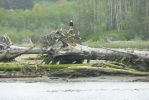 PICTURES/Rialto Beach/t_First BE.JPG